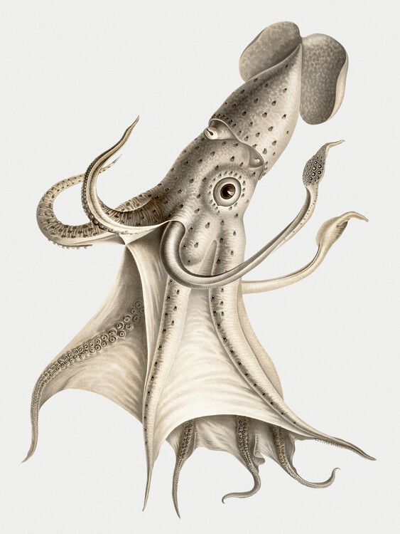 Plakát The Squid