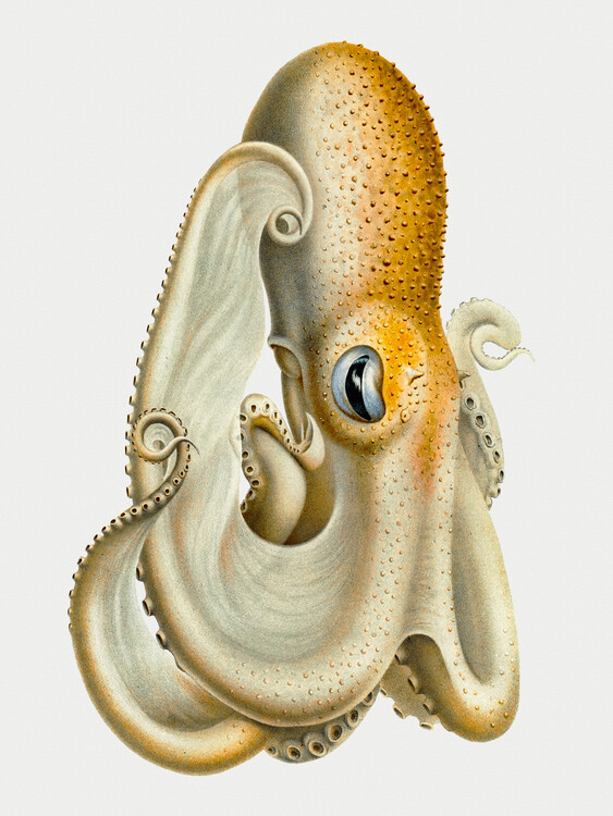 Plakát The Velodona Togata Octopus (Side) - Carl Chun