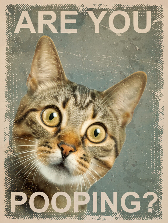 Poster Funny Cat: Are You Pooping?