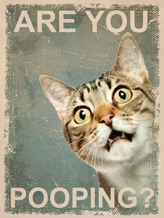 Poster Funny Cat: Are You Pooping?