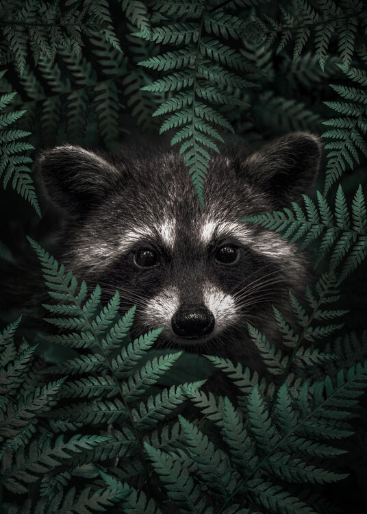 Poster Racoon