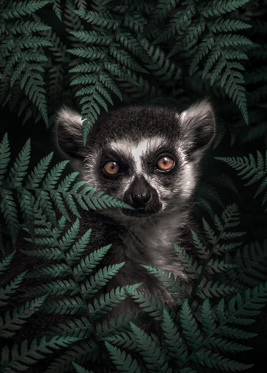 Poster Lemur Warik Madagaskar