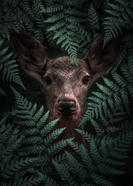 Poster Deer