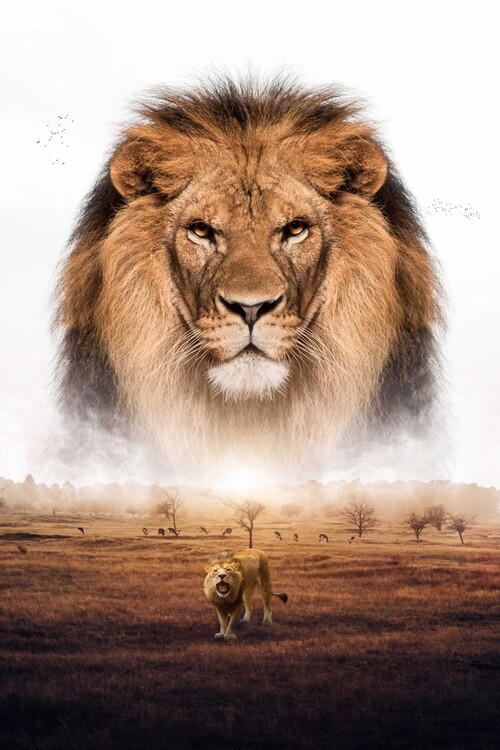 Póster Lion King Savannah Predator Africa