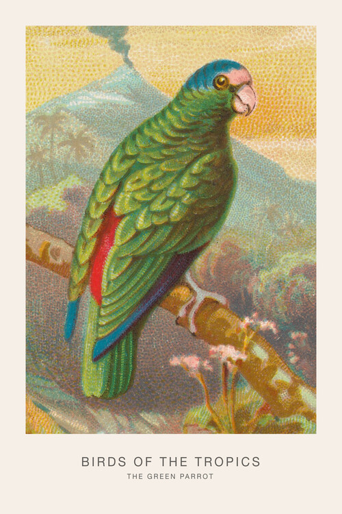 Poster The Green Parrot (Birds of the Tropics) - George Harris