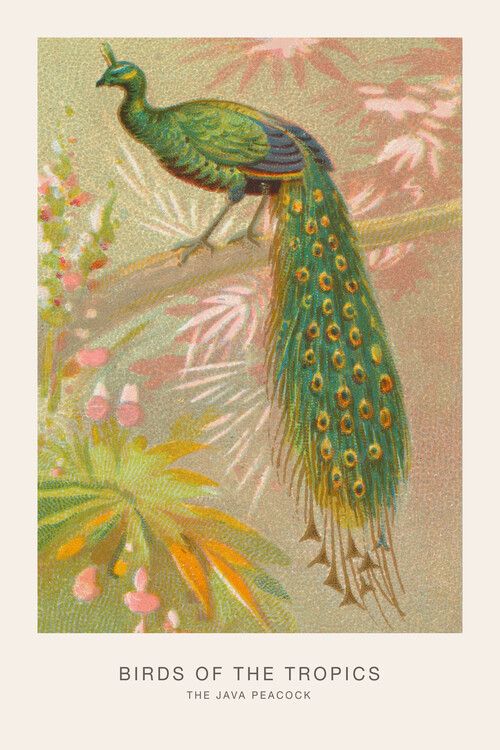 Canvas Print The Java Peacock (Birds of the Tropics) - George Harris