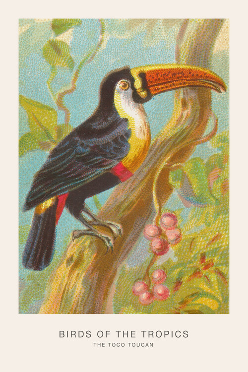 Poster The Toco Toucan (Birds of the Tropics) - George Harris