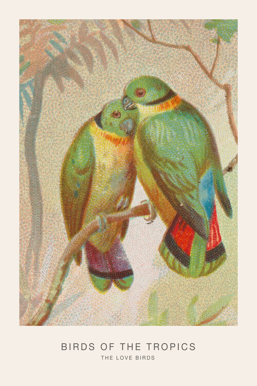Canvas Print The Love Birds (Birds of the Tropics) - George Harris