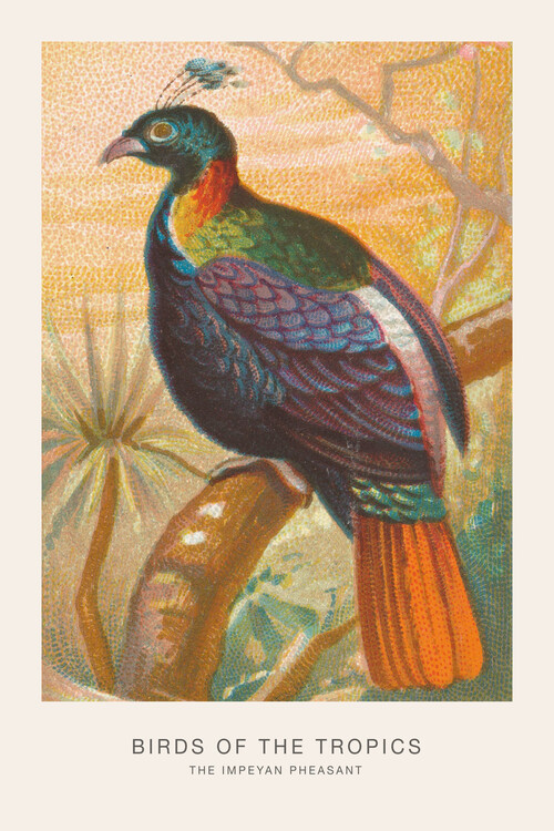 Poster The Impeyan Pheasant (Birds of the Tropics) - George Harris