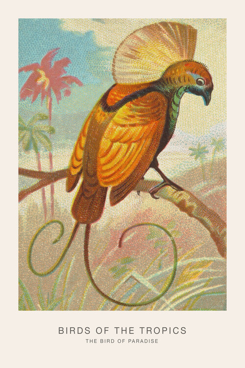 Canvas Print The Bird of Paradise (Birds of the Tropics) - George Harris