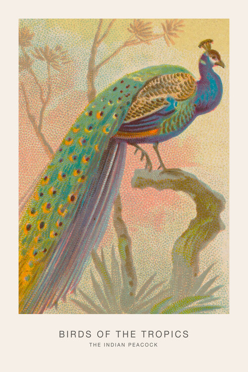 Poster The Indian Peacock (Birds of the Tropics) - George Harris