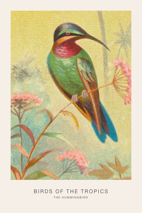 Poster The Hummingbird (Birds of the Tropics) - George Harris