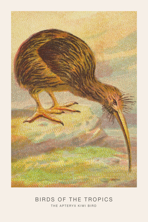 Canvas Print The Kiwi Bird (Birds of the Tropics) - George Harris