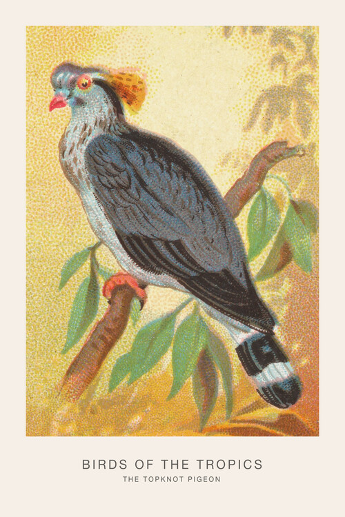 Poster The Topknot Pigeon (Birds of the Tropics) - George Harris