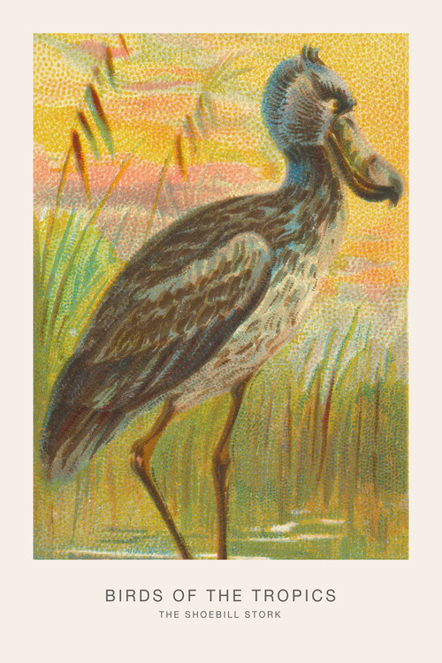 Canvas Print The Shoebill Stork (Birds of the Tropics) - George Harris