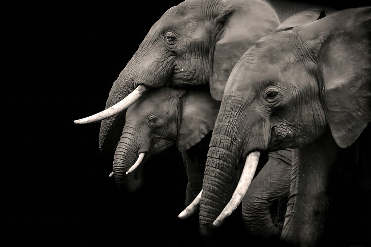 Poster African Elephant