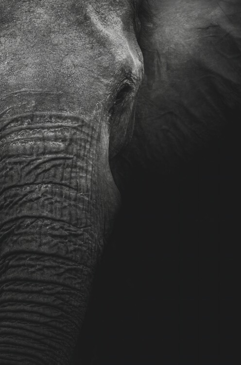 Poster African Elephant