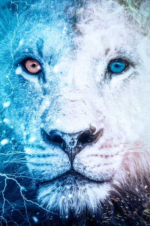 Poster white lion with minnows eyes
