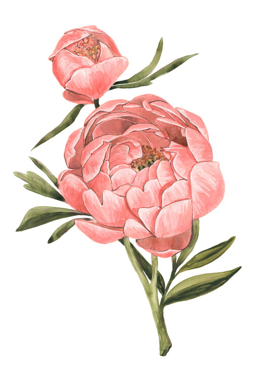 Poster Coral watercolor peony