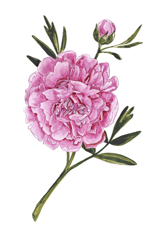 Poster Muted dark pink watercolor peony
