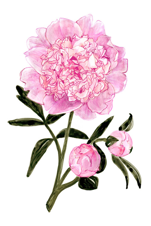 Poster Light pink watercolor peony