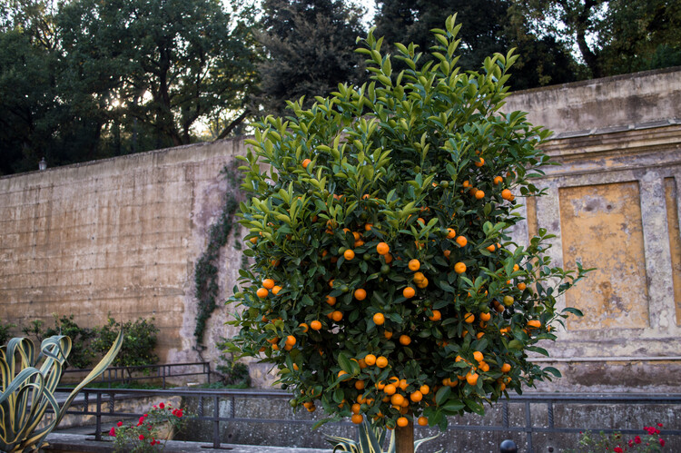 Poster Orange tree
