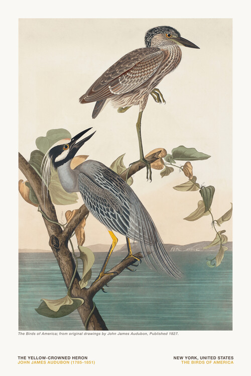 Poster The Yellow Heron from The Birds of America - J. J. Audubon