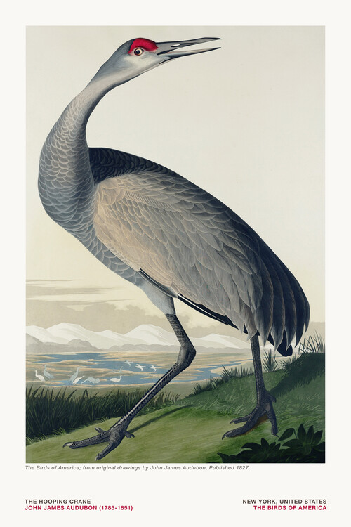 Poster The Hooping Crane from The Birds of America - J. J. Audubon