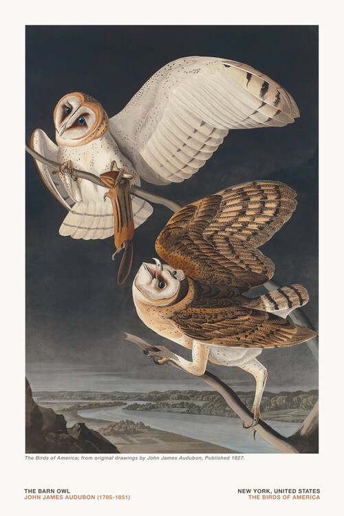 Quadro em tela The Barn Owl from The Birds of America - J. J. Audubon