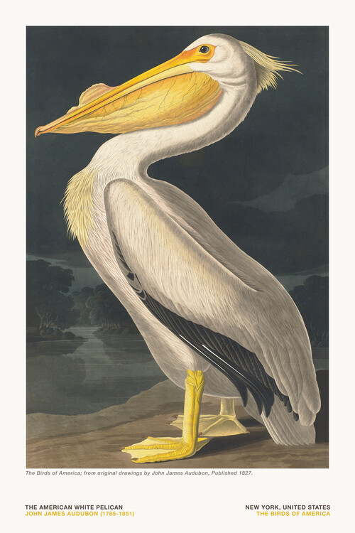 Poster The White Pelican from The Birds of America - J. J. Audubon