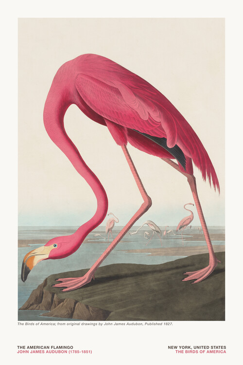 Quadro em tela The Flamingo from The Birds of America - J. J. Audubon