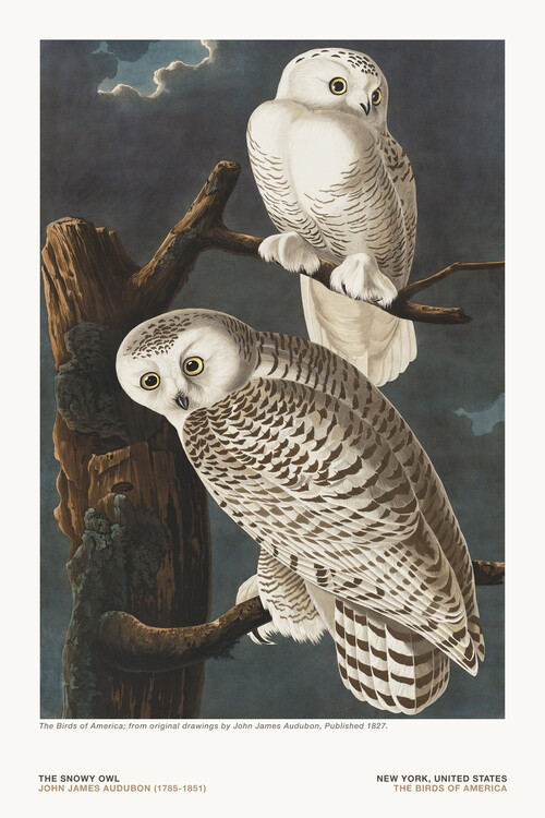 Poster The Snowy Owl from The Birds of America - J. J. Audubon