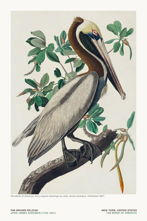 Poster The Brown Pelican from The Birds of America - J. J. Audubon