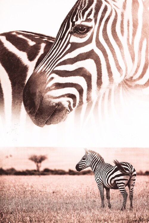 Αφίσα Wild Zebra in African Savanna