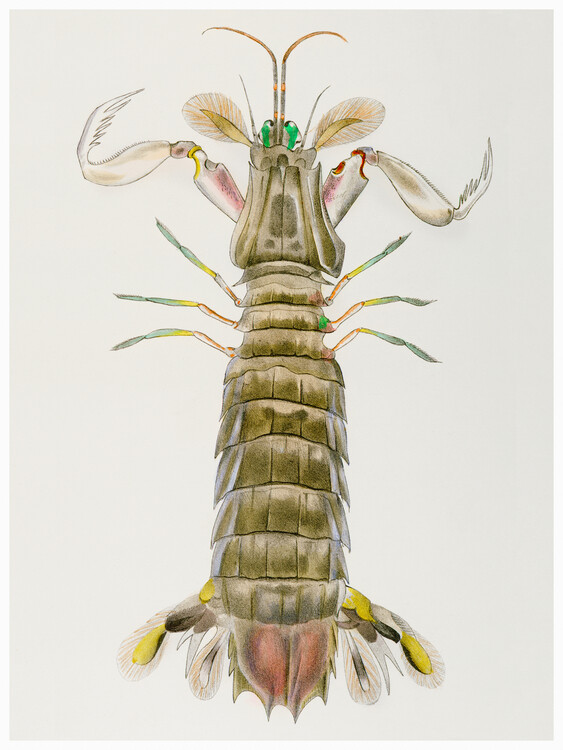 Tablou pe pânză Mantis Shrimp - Zoology of New York