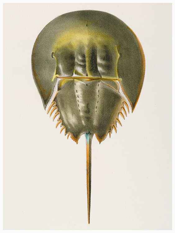 Poster Atlantic Horseshoe Crab - Zoology of New York