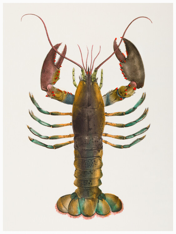Плакат American lobster (Homarus americanus) - Zoology of New York