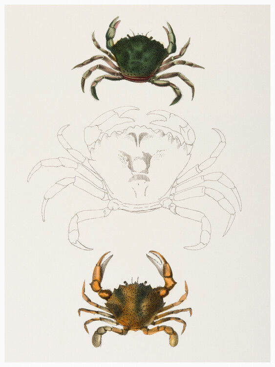 Tablou pe pânză Littoral crab & Lady Crab - Zoology of New York