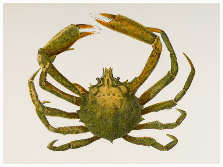Poster Spider Crab (Libinia Canaliculata) - Zoology of New York
