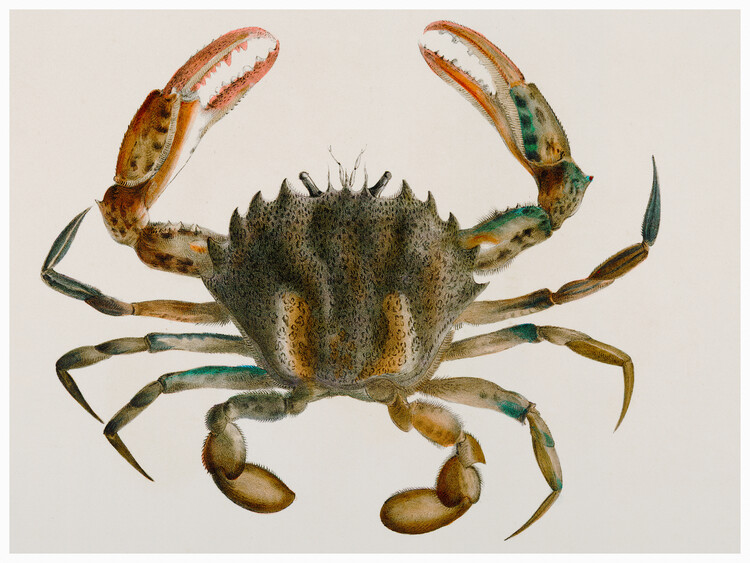 Tablou pe pânză Lady Crab (Platyonichus Ocellatus) - Zoology of New York