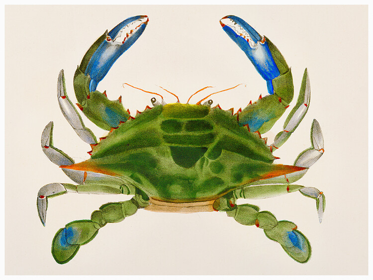 Poster Blue crab (Lupa Decanta) - Zoology of New York