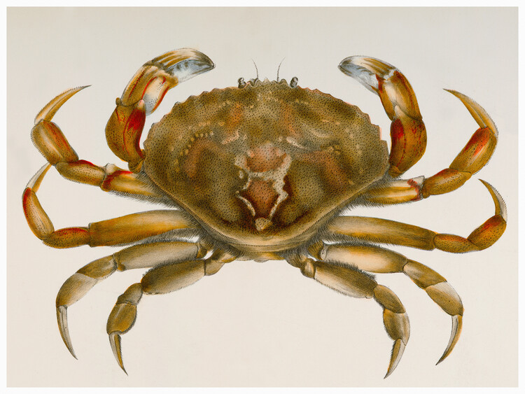 Tablou pe pânză Rock crab (Platycarcinus Irroratus) - Zoology of New York