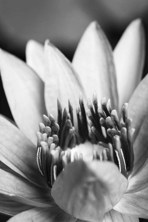 Canvas Print Flower close up