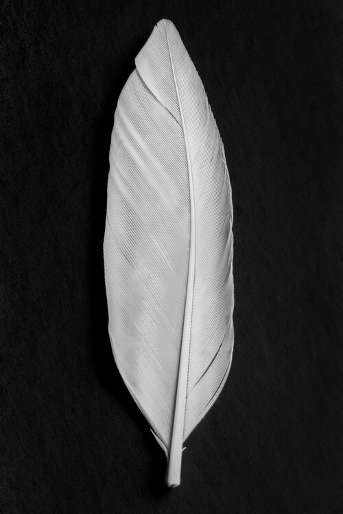 Poster Feather 008