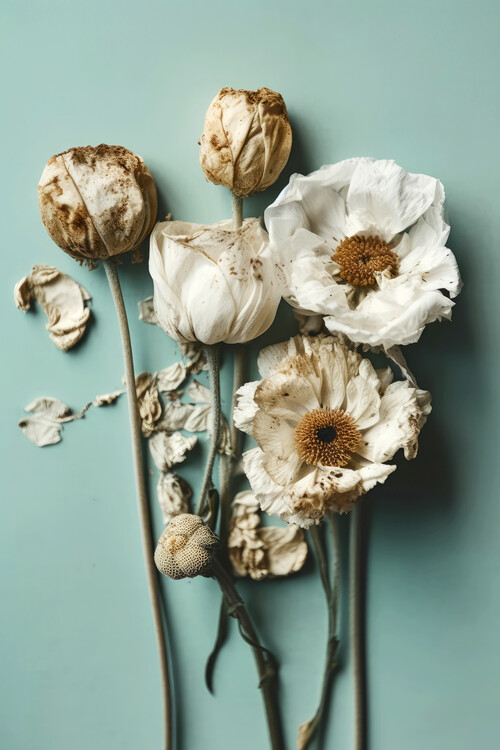 Poster Dry Flowers on Turquoise Background