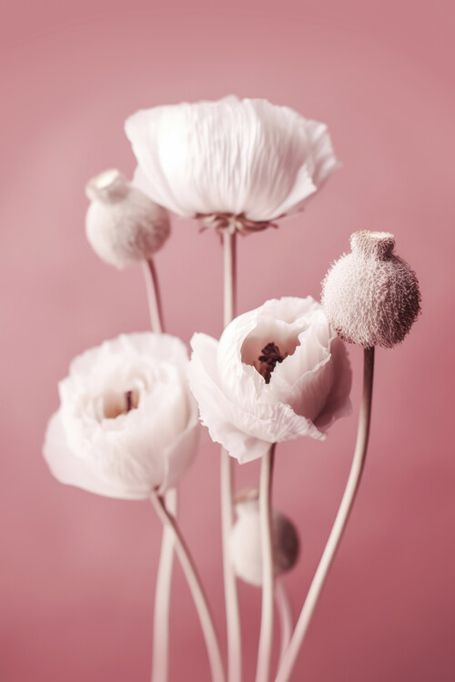 Canvas Print White Poppy On Pink Background