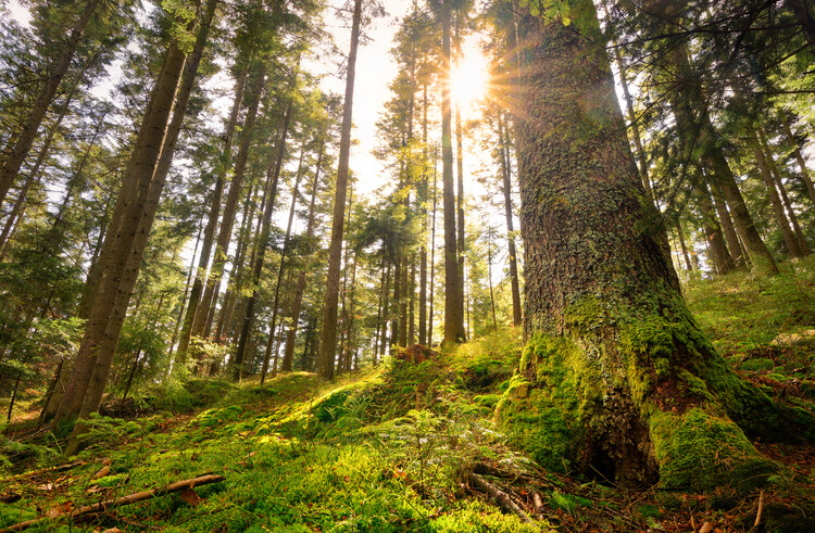 Poster Magic forest 7