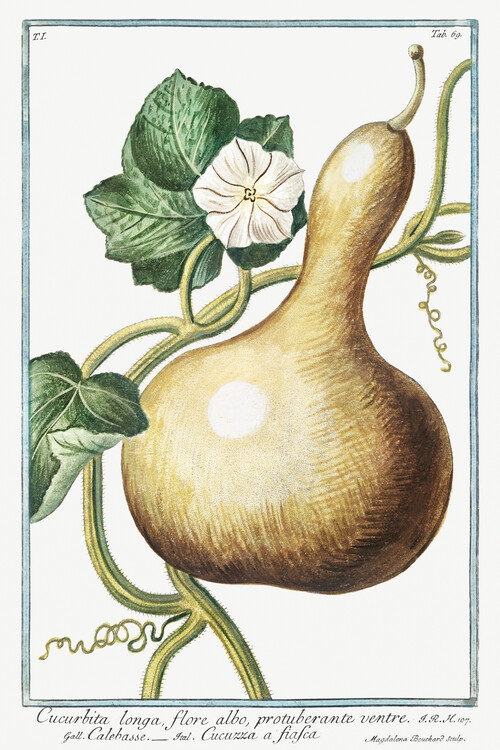Poster Bottle Gourd (Plant Illustration) - Giorgio Bonelli