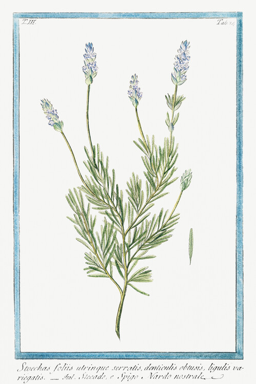 Poster French Lavender