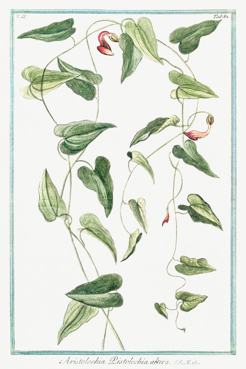 Плакат Trailing Flower (Plant Illustration) - Giorgio Bonelli